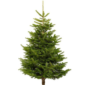 nordmann fir christmas trees