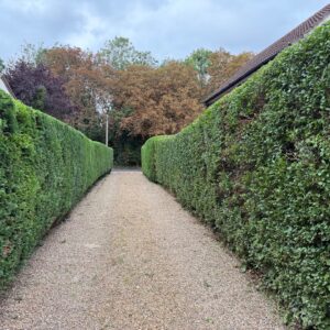 Hedge cutting - 2 gardeners for 2 hours